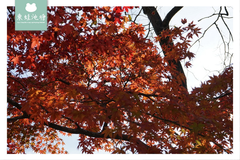 【京都景點推薦】世界文化遺產 古都京都的文化財 鹿苑寺 金閣寺