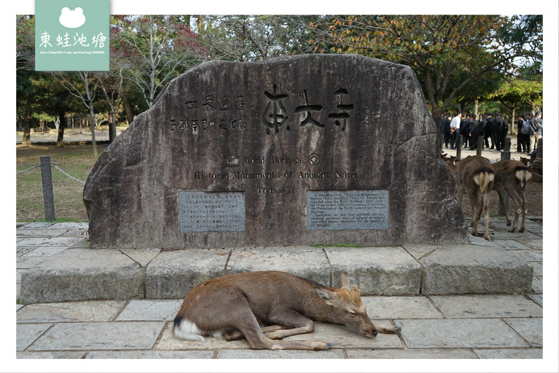 【奈良景點推薦】世界遺產古都奈良文化財 東大寺 大佛的鼻孔