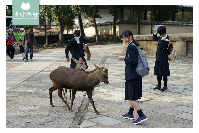 【奈良景點推薦】世界遺產古都奈良文化財 東大寺 大佛的鼻孔