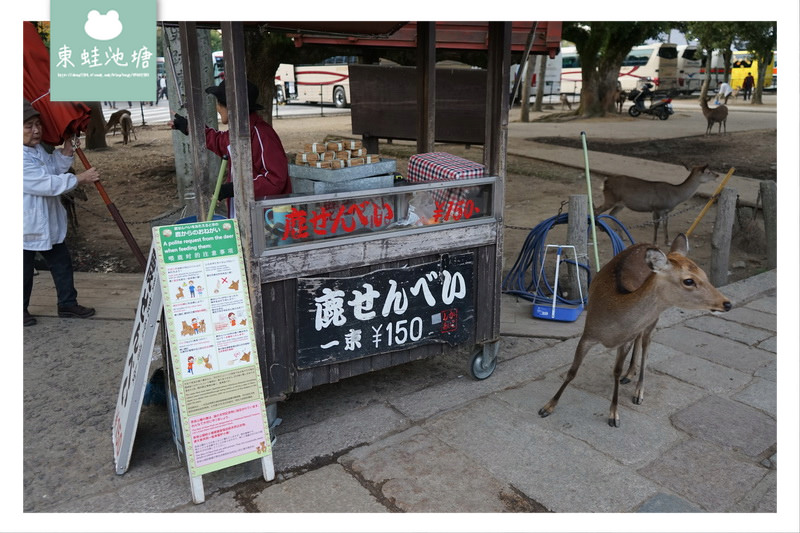 【奈良行程規劃推薦】奈良餵鹿趣 5大餵鹿守則 150日元鹿仙貝