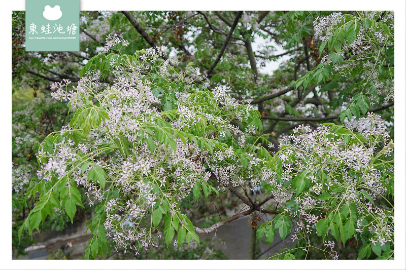 【嘉義新港免費景點推薦】新港古笨港文化區 百年復興鐵橋 剪粘大壁畫