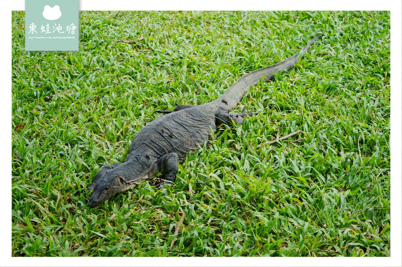 【泰國曼谷免費景點推薦】充滿水巨蜥的是樂園 親子玩樂好去處 倫披尼公園
