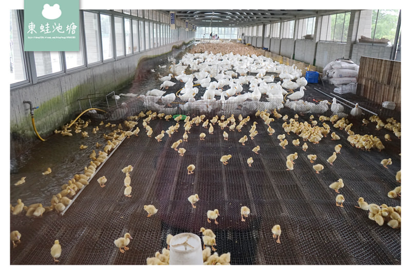 【宜蘭礁溪親子景點推薦】室內景點餵鴨鴨 清水模鴨舍超好拍 甲鳥園