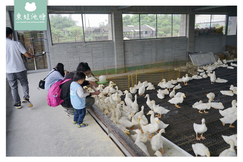 【宜蘭礁溪親子景點推薦】室內景點餵鴨鴨 清水模鴨舍超好拍 甲鳥園