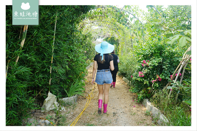 【桃園溪海半日遊行程推薦】親子採果樂體驗 火龍果吃到飽 一級棒農場