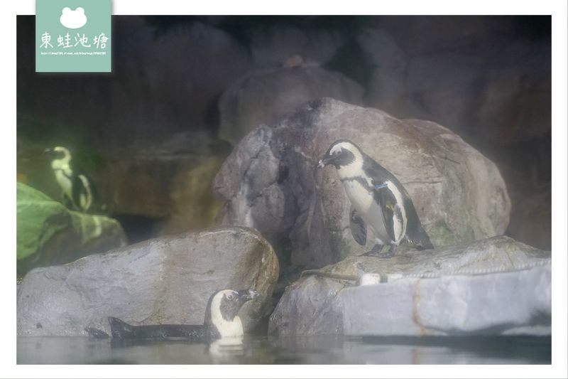 【釜山海雲台景點推薦】釜山親子室內景點好選擇 SEA LIFE 釜山水族館 부산아쿠아리움