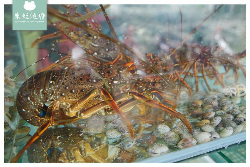 【澎湖海鮮餐廳推薦】美味金沙小卷/海膽仙人掌炒飯 澎漁宴 生猛海鮮