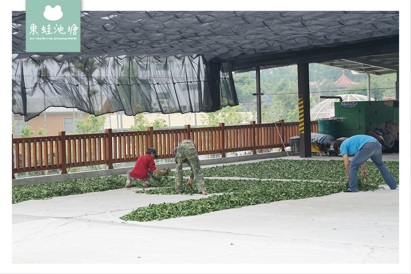 【阿里山西北廊道行程景點推薦】瑞里王鼎茶園 手作女兒紅藏茶體驗