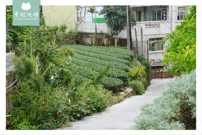 【阿里山西北廊道行程景點推薦】瑞里王鼎茶園 手作女兒紅藏茶體驗