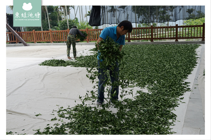 【阿里山西北廊道行程景點推薦】瑞里王鼎茶園 手作女兒紅藏茶體驗