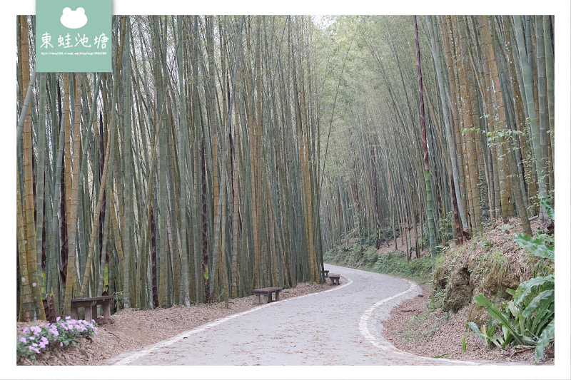【嘉義梅山免費景點推薦】台灣版京都嵐山竹林小徑 瑞里綠色隧道