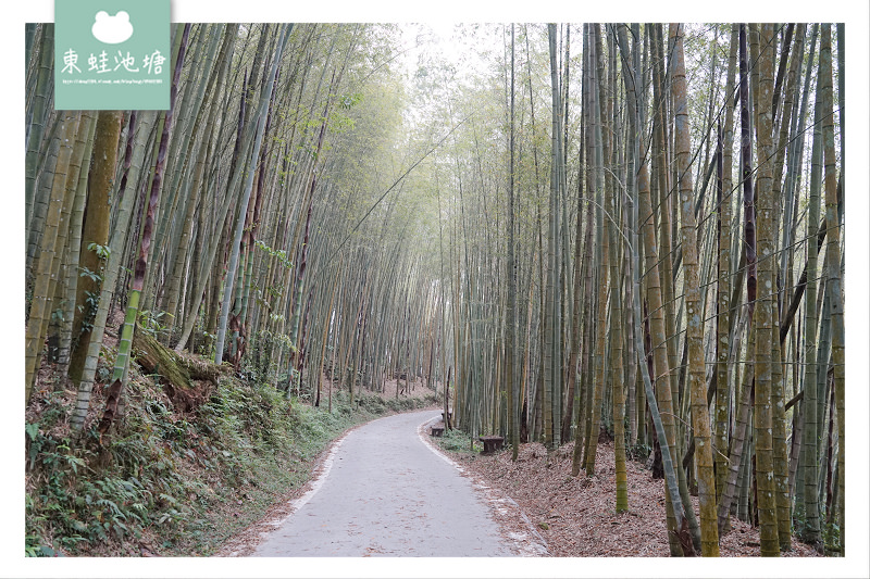 【嘉義梅山免費景點推薦】台灣版京都嵐山竹林小徑 瑞里綠色隧道