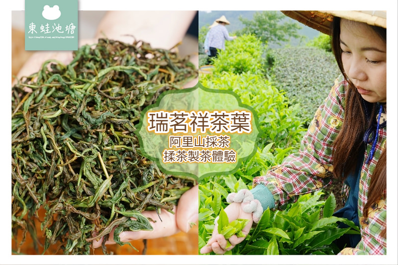 【嘉義梅山行程景點推薦】阿里山採茶揉茶製茶品茶體驗 瑞茗祥茶葉