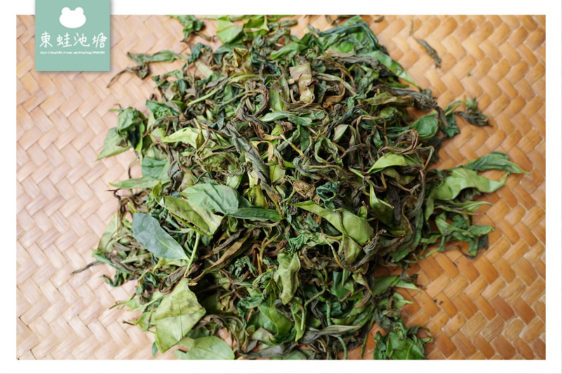 【嘉義梅山行程景點推薦】阿里山採茶揉茶製茶品茶體驗 瑞茗祥茶葉