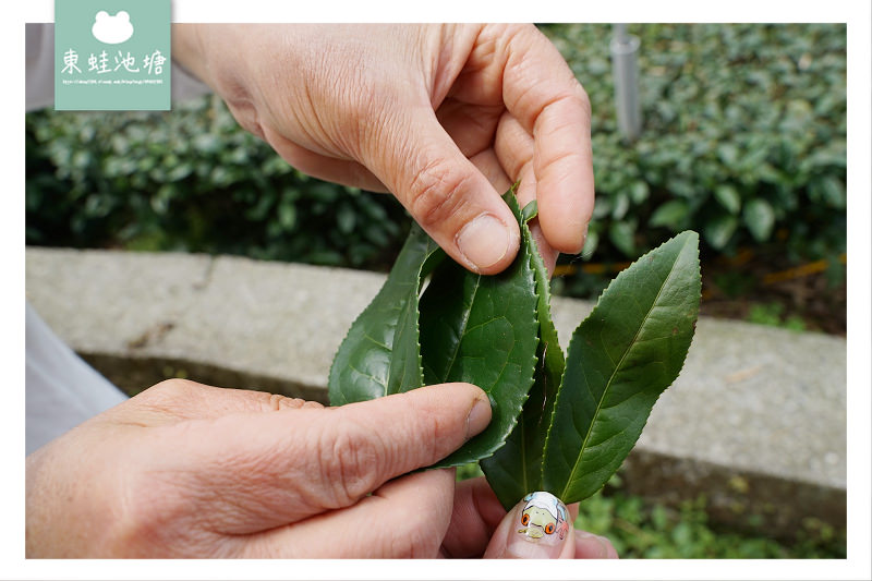 【嘉義梅山行程景點推薦】阿里山採茶揉茶製茶品茶體驗 瑞茗祥茶葉