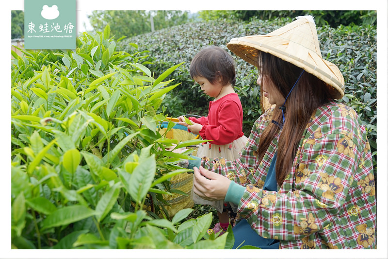 【嘉義梅山行程景點推薦】阿里山採茶揉茶製茶品茶體驗 瑞茗祥茶葉