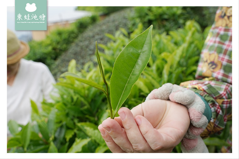 【嘉義梅山行程景點推薦】阿里山採茶揉茶製茶品茶體驗 瑞茗祥茶葉