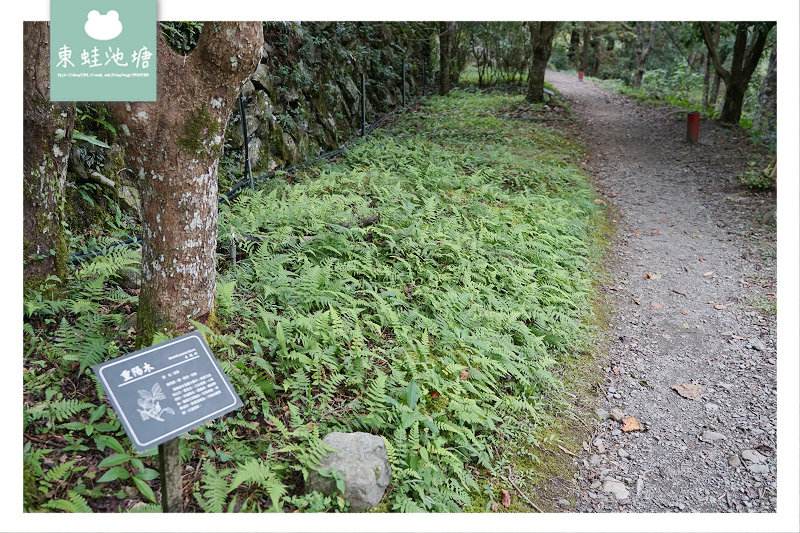 【台中一日遊景點推薦】台灣八景/三大林場之一 來回八小時主峰步道 八仙山國家森林遊樂區