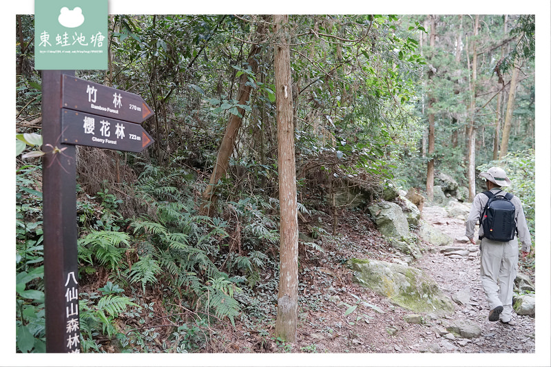 【台中一日遊景點推薦】台灣八景/三大林場之一 來回八小時主峰步道 八仙山國家森林遊樂區