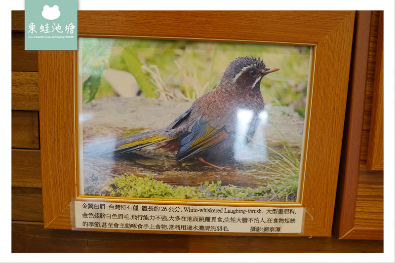 【台中一日遊景點推薦】絕美小雪山天池+雪山神木 大雪山國家森林遊樂區