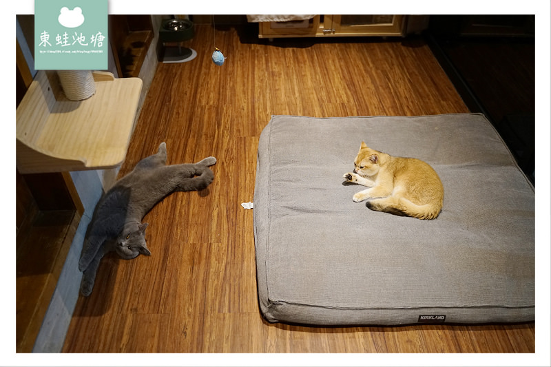 【台北貓咪餐廳推薦】無國界餐酒館 防疫除味清味門 醉貓 Drunk Cat 餐酒