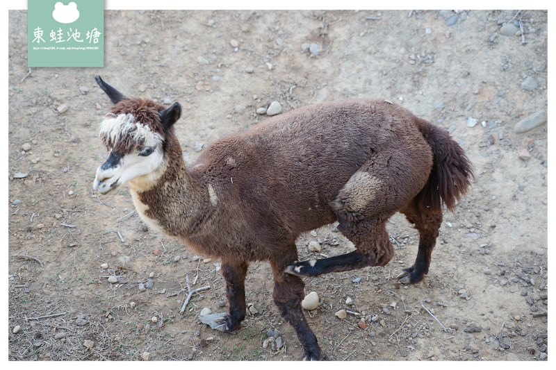 【新竹親子景點推薦】創立於民國25年 全台現存最老動物園 新竹市立動物園