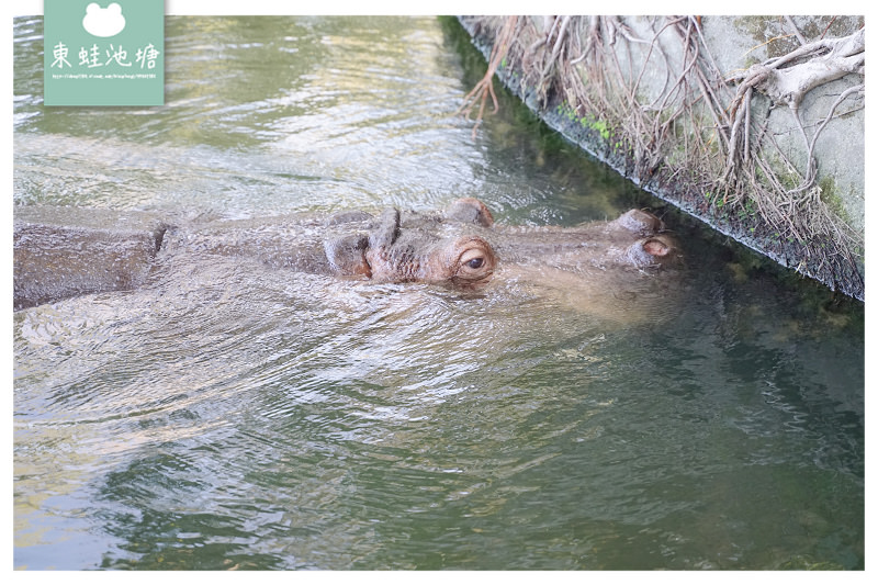 【新竹親子景點推薦】創立於民國25年 全台現存最老動物園 新竹市立動物園