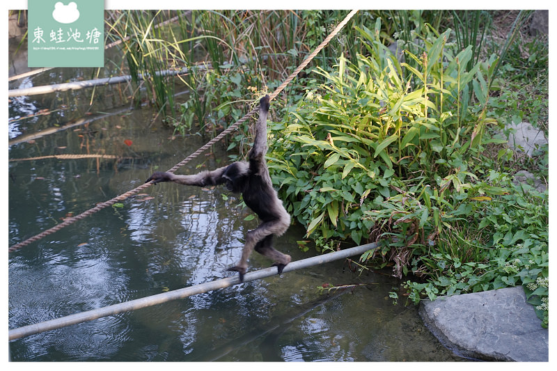 【新竹親子景點推薦】創立於民國25年 全台現存最老動物園 新竹市立動物園