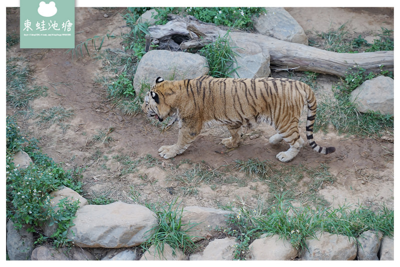 【新竹親子景點推薦】創立於民國25年 全台現存最老動物園 新竹市立動物園