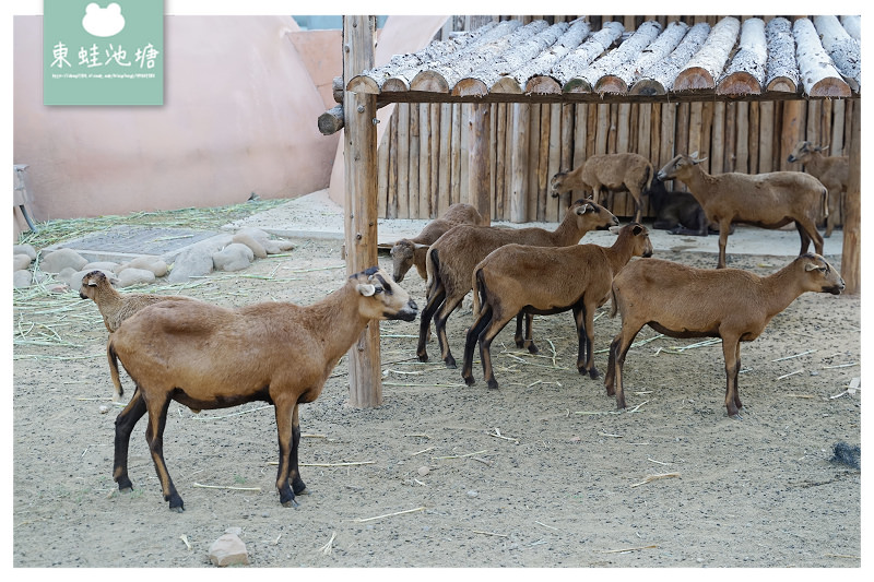 【新竹親子景點推薦】創立於民國25年 全台現存最老動物園 新竹市立動物園