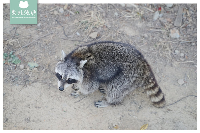 【新竹親子景點推薦】創立於民國25年 全台現存最老動物園 新竹市立動物園