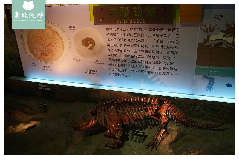 【台南室內景點推薦】新市區親子景點 台灣首座骨骼標本展示博物館 樹谷生活科學館