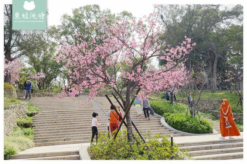 【新竹賞櫻好去處】2021超美河津櫻盛開綻放中 新竹公園/麗池公園