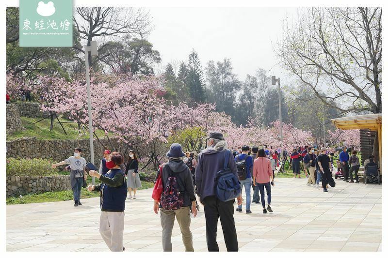 【新竹賞櫻好去處】2021超美河津櫻盛開綻放中 新竹公園/麗池公園