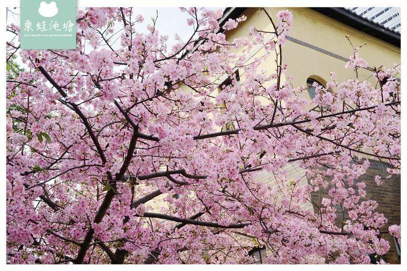 【新竹賞櫻好去處】2021超美河津櫻盛開綻放中 新竹公園/麗池公園