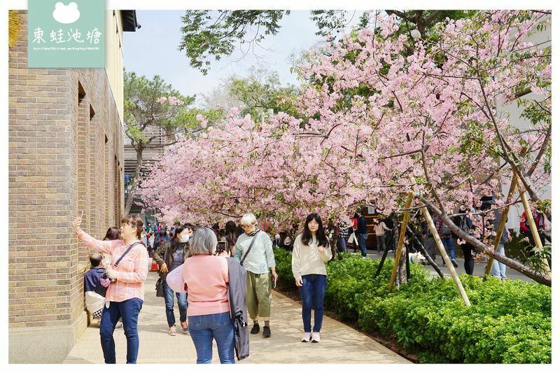 【新竹賞櫻好去處】2021超美河津櫻盛開綻放中 新竹公園/麗池公園