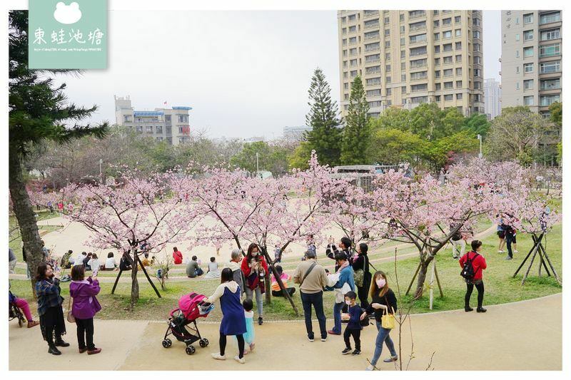 【新竹賞櫻好去處】2021超美河津櫻盛開綻放中 新竹公園/麗池公園