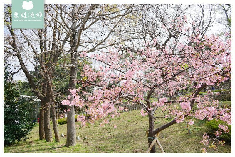 【新竹賞櫻好去處】2021超美河津櫻盛開綻放中 新竹公園/麗池公園