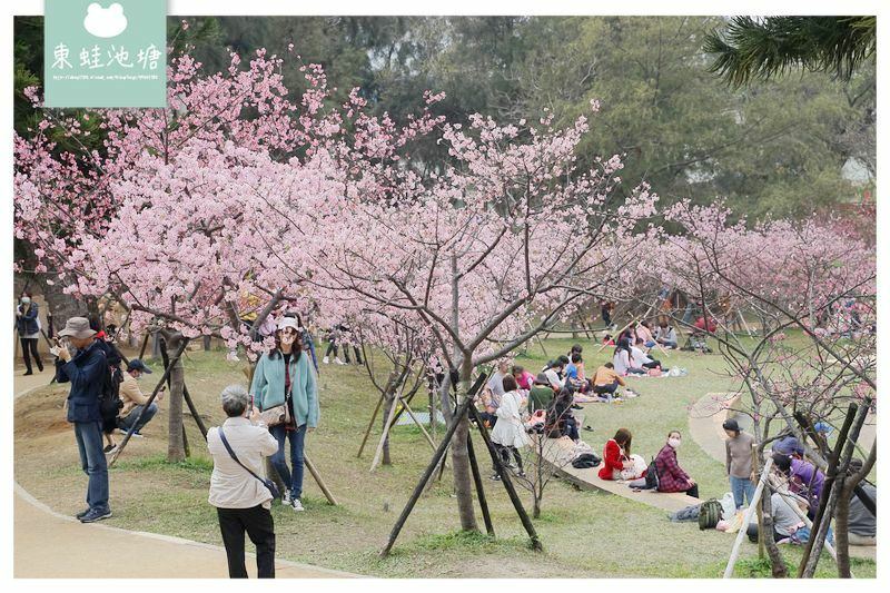 【新竹賞櫻好去處】2021超美河津櫻盛開綻放中 新竹公園/麗池公園