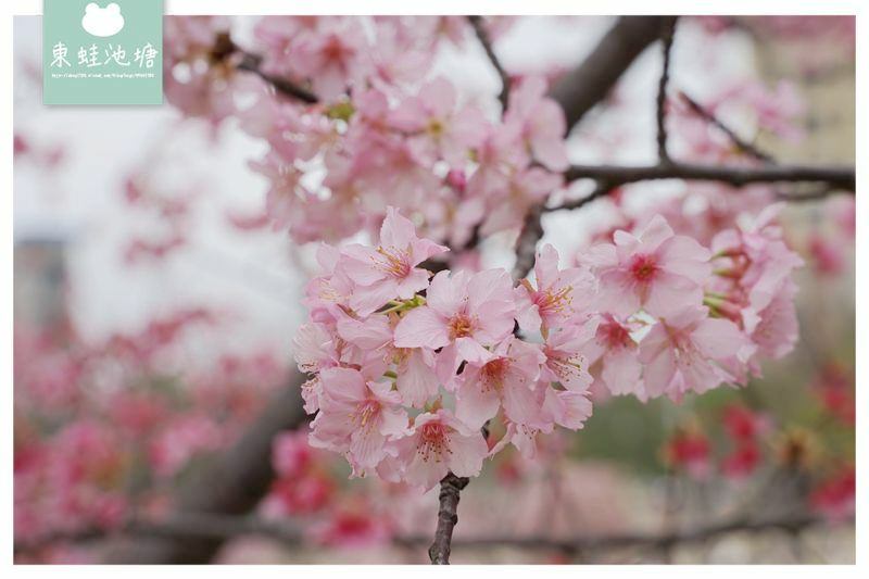 【新竹賞櫻好去處】2021超美河津櫻盛開綻放中 新竹公園/麗池公園