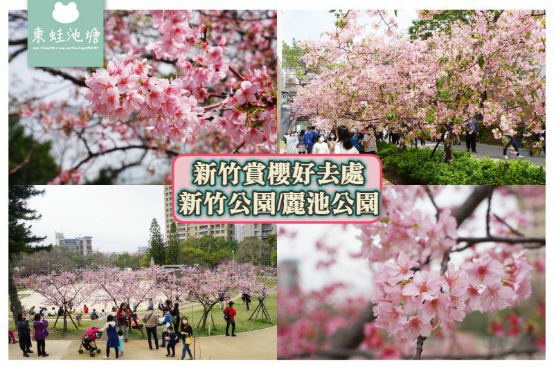 【新竹賞櫻好去處】2021超美河津櫻盛開綻放中 新竹公園/麗池公園