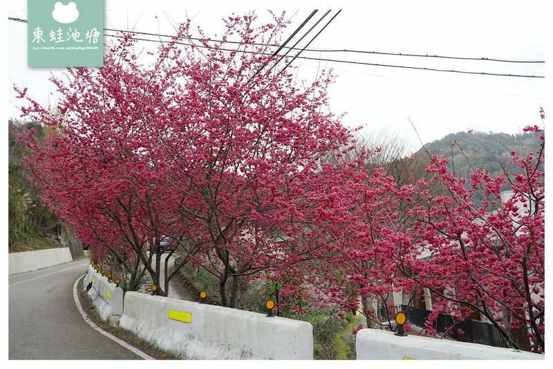 【2021北橫櫻花季開跑】拉拉山中巴陵櫻花大爆放 還有李花和桃花也超美 谷點咖啡民宿