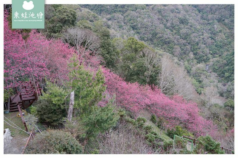 【2021北橫櫻花季開跑】拉拉山中巴陵櫻花大爆放 還有李花和桃花也超美 谷點咖啡民宿