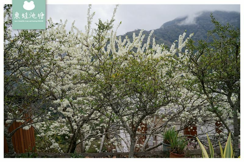 【2021北橫櫻花季開跑】拉拉山中巴陵櫻花大爆放 還有李花和桃花也超美 谷點咖啡民宿