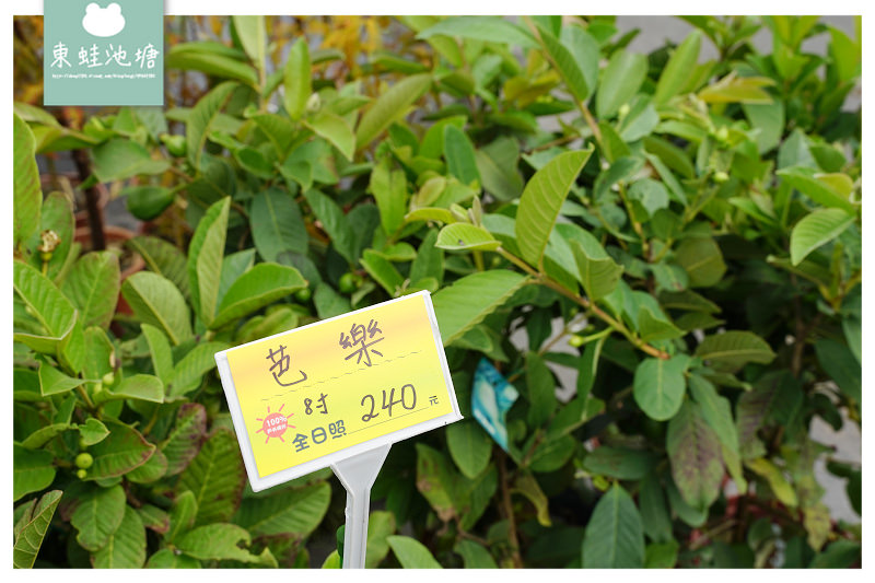 【桃園大溪免費景點推薦】免費入園花園農場 超實惠花草盆栽 天御花園