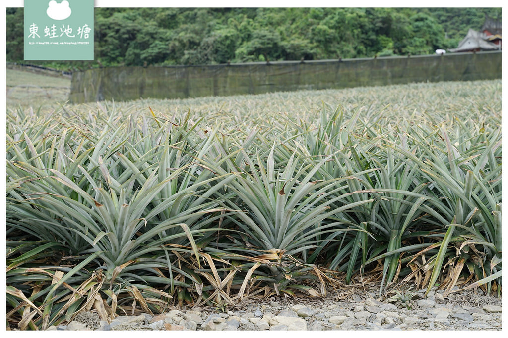 【宜蘭員山景點推薦】親子手作鳳梨豆腐乳DIY 全球緯度最高鳳梨產區 二湖鳳梨館