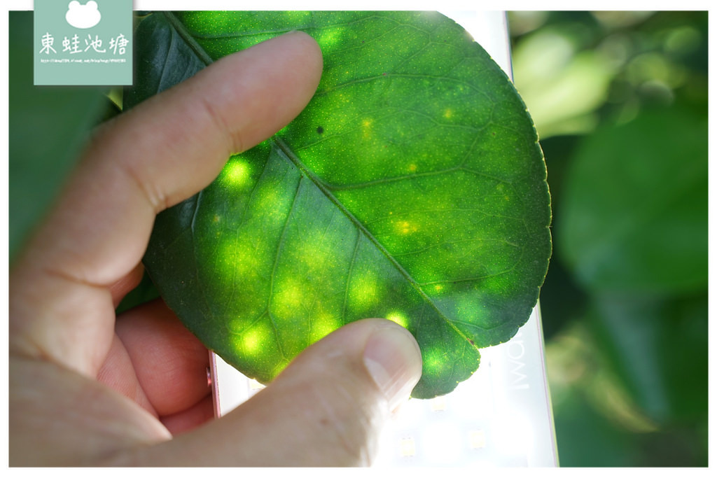 【花蓮瑞穗親子景點推薦】柚子手作DIY體驗 柚子園一日柚農體驗 木日光鶴岡文旦驛站