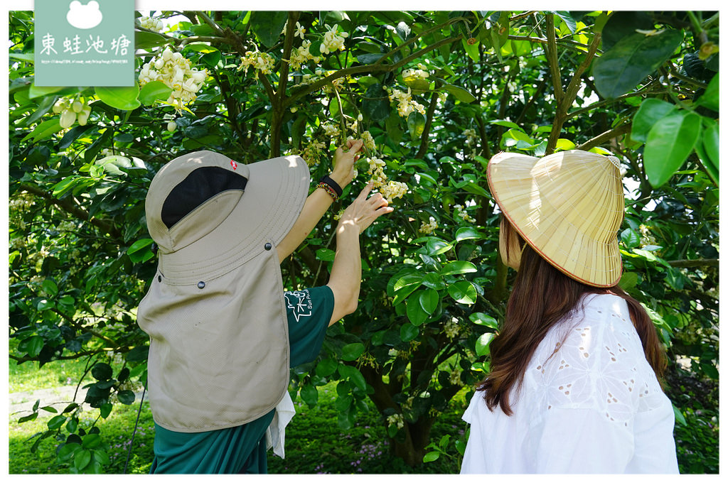 【花蓮瑞穗親子景點推薦】柚子手作DIY體驗 柚子園一日柚農體驗 木日光鶴岡文旦驛站