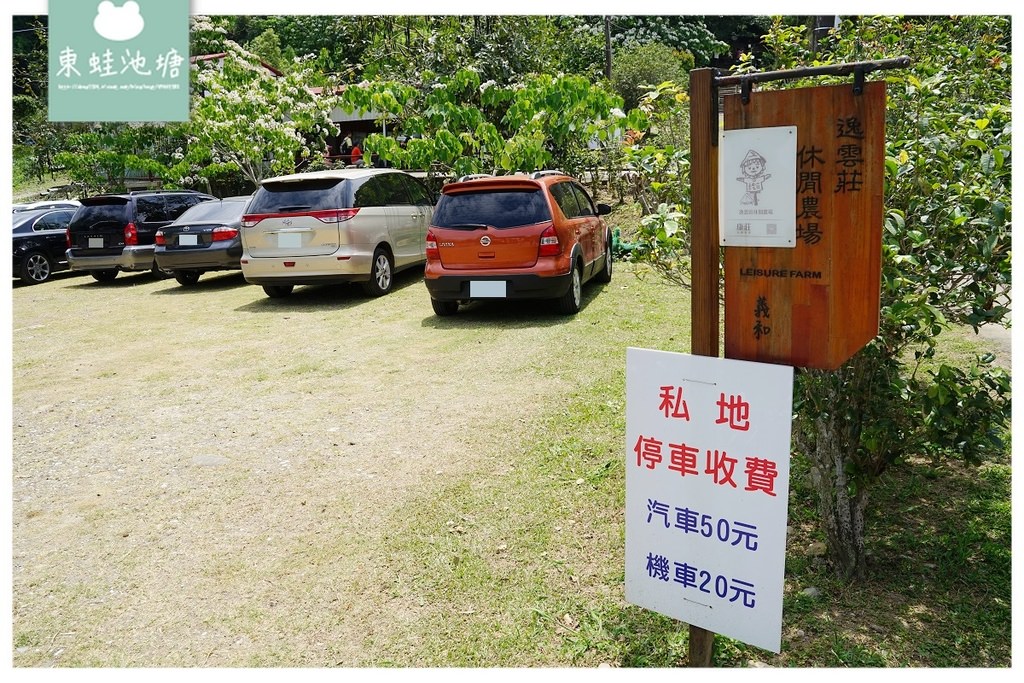 【桃園油桐花景點推薦】大溪賞桐花好去處 150年茄苳樹 十一指古道