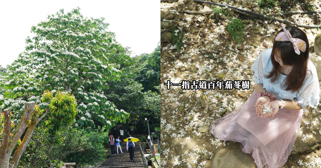 【桃園油桐花景點推薦】大溪賞桐花好去處 150年茄苳樹 十一指古道